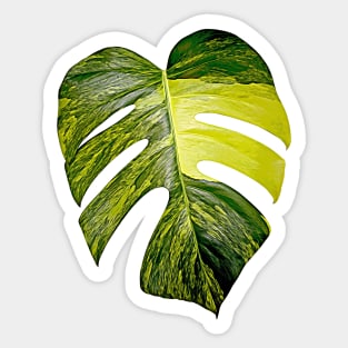 MONSTERA AUREA VARIEGATA Sticker